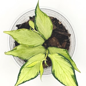 Hoya Polyneura Immer Variegated