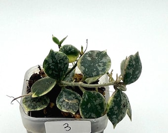 Hoya Curtisii Albomarginata Rooted Active Growth Point + Free