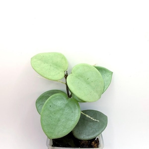 Hoya Gray Fairy - Etsy