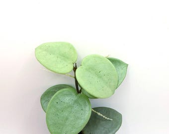 Hoya Mathilde 'grey Fairy', Rare Unicorn Hoya, Indoor Plant