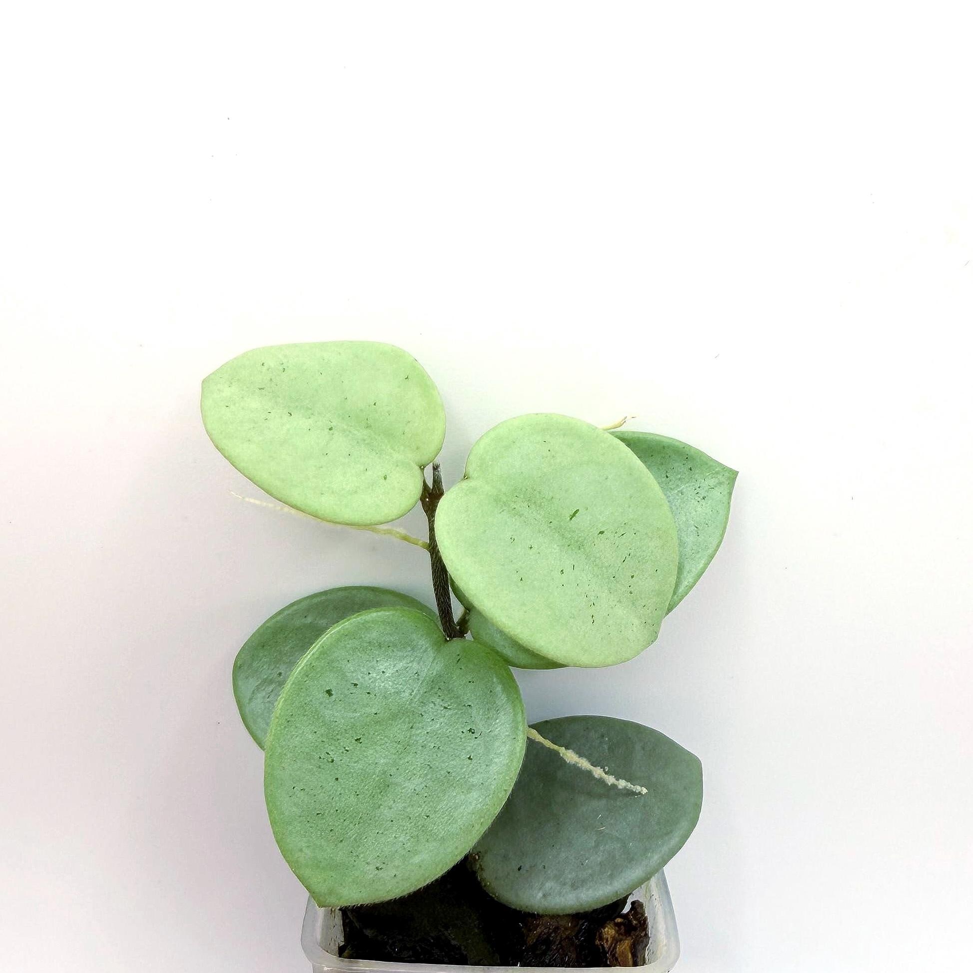 Hoya Mathilde Grey Fairy - Etsy
