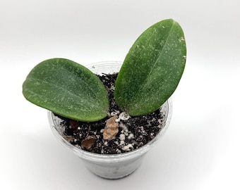 Hoya Lyi Noid - Etsy