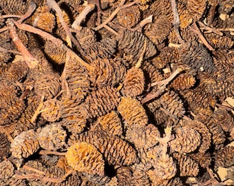 alder cones 500 count
