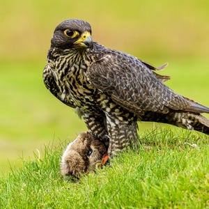 Può includere: Un falco pellegrino con piume grigio scuro e bianche è in piedi su una collina erbosa, con gli occhi gialli fissi. Tiene un piccolo uccello marrone negli artigli, su uno sfondo verde sfocato.