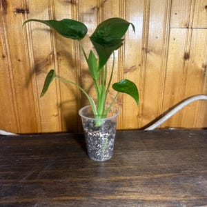 Alocasia Mythic Pup — Tamaño pequeño • Planta joven de Alocasia viva • Planta de interior oreja de elefante poco común • Se envía en maceta con tierra