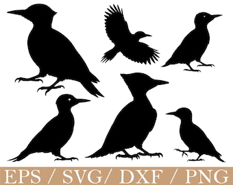 Acorn Woodpecker Bird Svg, Woodpecker Silhouette, Dxf, Png