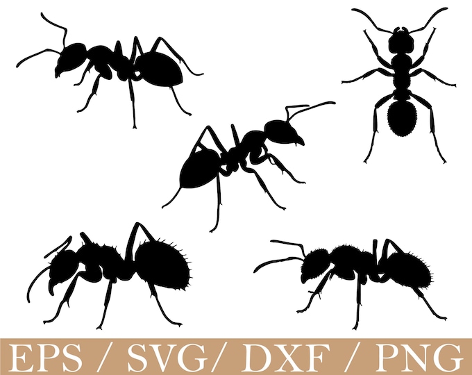 Ant Svg, Floral Ant Svg, Ant Wall Decor, Insect Svg, Ant With Flower ...
