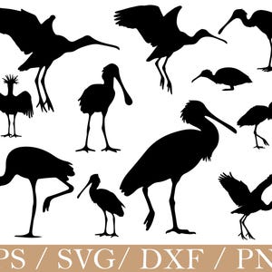 May include: Black silhouette illustrations of various birds, including spoonbills and ibises, in different poses. Some birds are shown in flight, while others are standing or perched. The image includes the text "EPS / SVG / DXF / PNG".