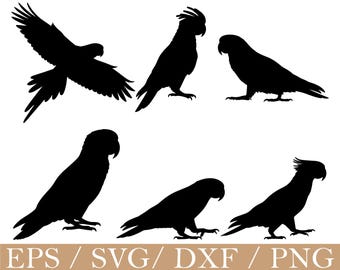 Cockatoo Svg, Parrot Silhouette, Dxf, Png