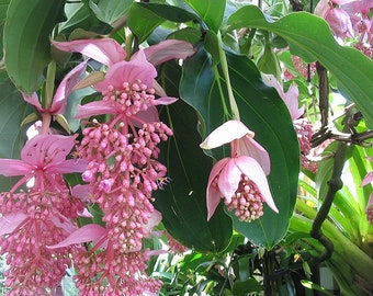 Details about   Beautiful Medinilla Magnifica flowers bonsai rare plants home garden 100 seeds 