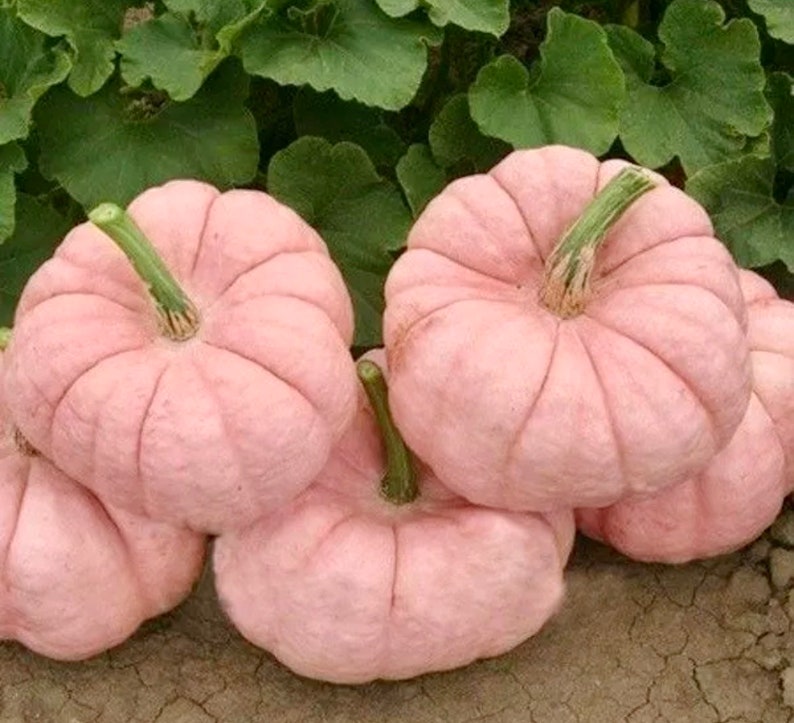 Pink Pumpkin Seeds Grow Your Own Autumn Halloween Etsy