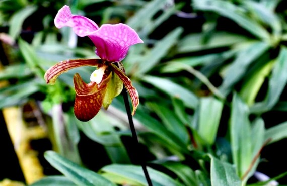Semillas de orquídeas de zapatillas de dama multicolores - Etsy España