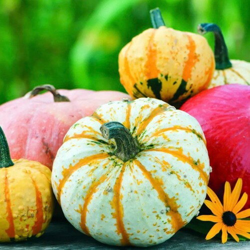 Black Bebe Pumpkin Seeds Grow Your Own Autumn Halloween Etsy