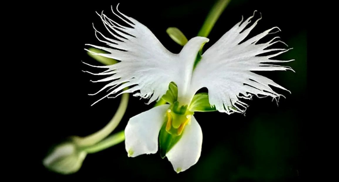 Fringed Orchid Seeds Crane Orchid Pecteilis Radiata the - Etsy Canada