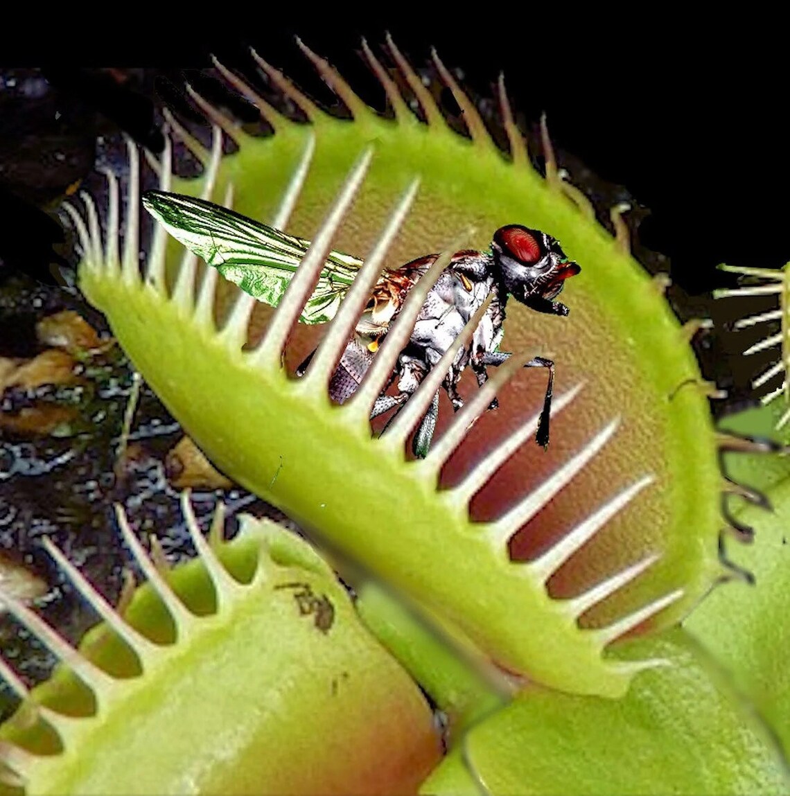 Venus Flytrap Starter Grow KitsCarnivorous PlantsScience image 1
