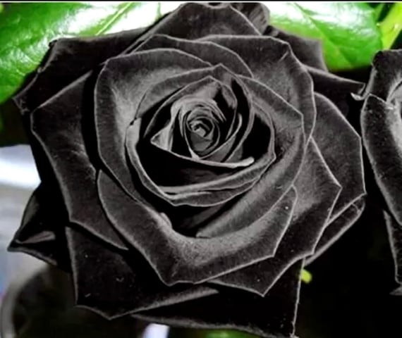 Graines de rose noire turque Belle fleur Rare Exotique - Etsy Canada