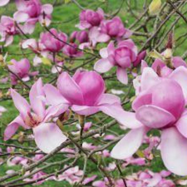 Magnolia Cup Saucer Etsy
