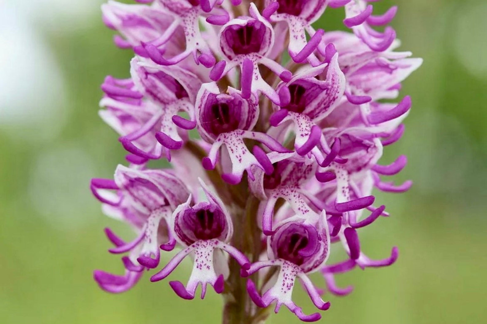 Naked Man Orchid Seeds Orchis Italica Italian Orchid Etsy