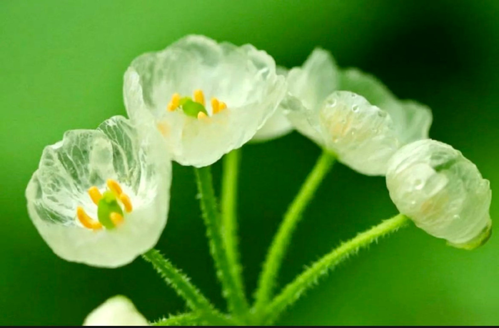 Skeleton Flower Seeds Crystal Flower Grays Doubleleaf Etsy