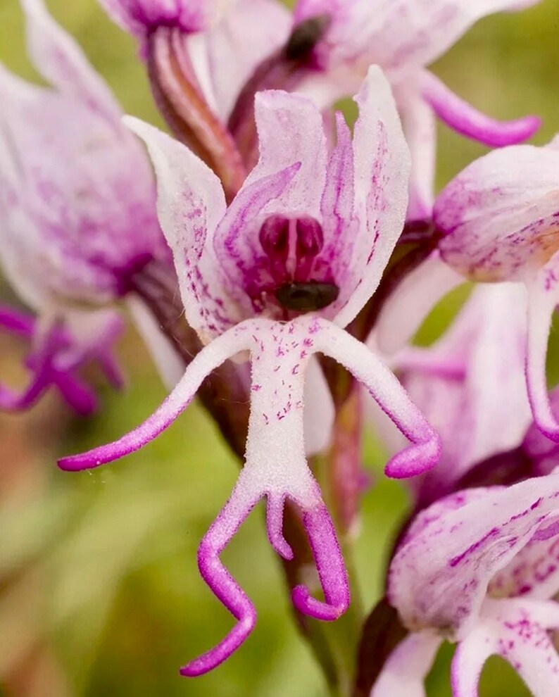 Naked Man Orchid Seeds Orchis Italica Italian Orchid Etsy