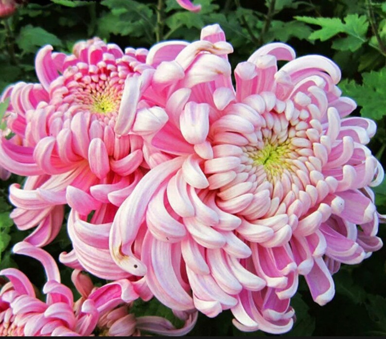 Rainbow Chrysanthemum Seeds Cool Flowers Rare Heirloom Etsy