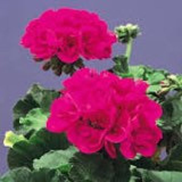Geranium Seeds Etsy