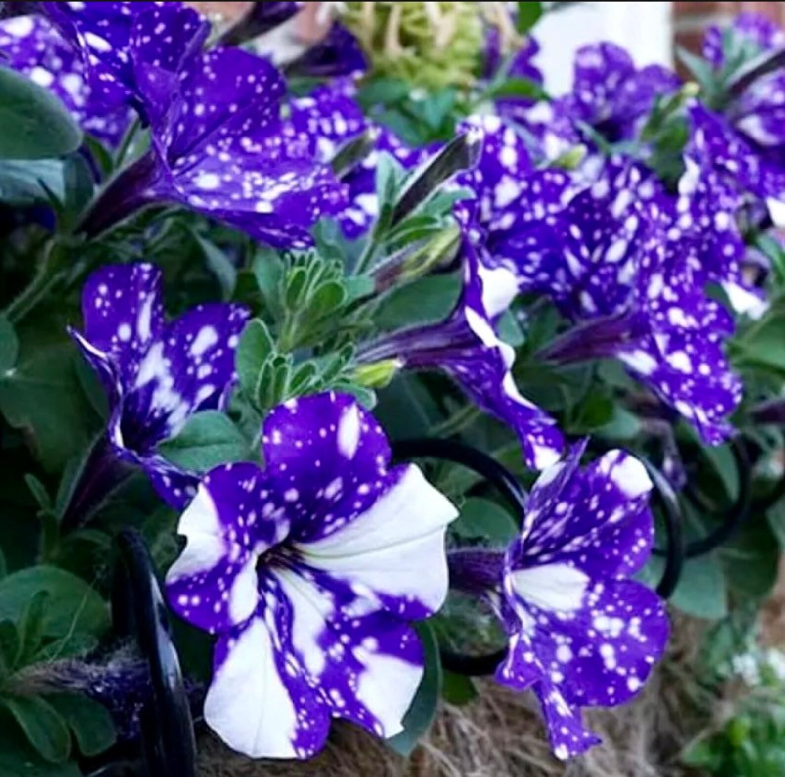 Petunia Starry Sky Blue Seeds Night Sky Grow Your Own - Etsy Israel