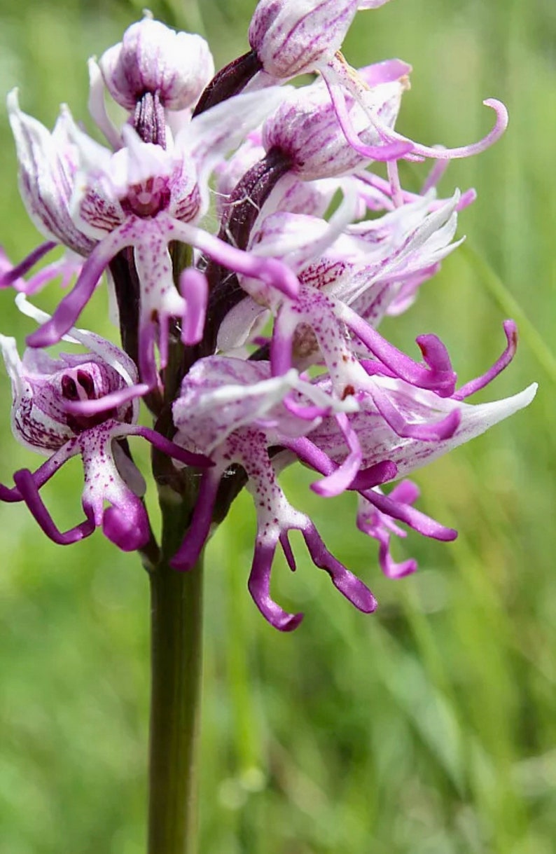 Naked Man Orchid Seeds Orchis Italica Italian Orchid Etsy