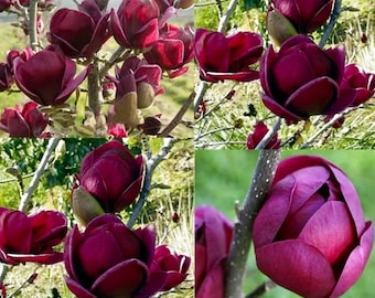 +10 Pcs Purple-Black Magnolia Seeds Perennial Flowers Rare Easily Grown At Home. 