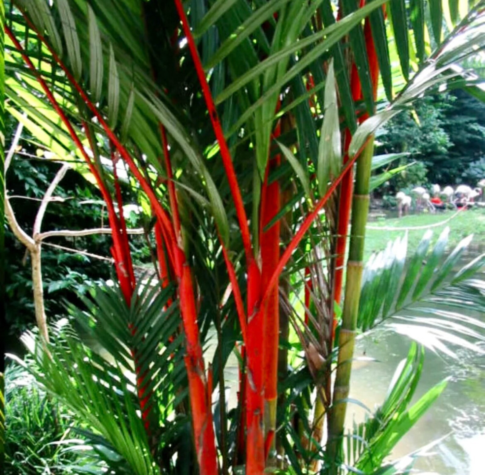 Red Lipstick Palm Tree Seeds Cyrtostachys Renda Fountain Etsy