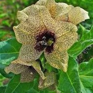 Black Henbane Seeds Nightshade Hyoscyamus Niger the - Etsy Singapore