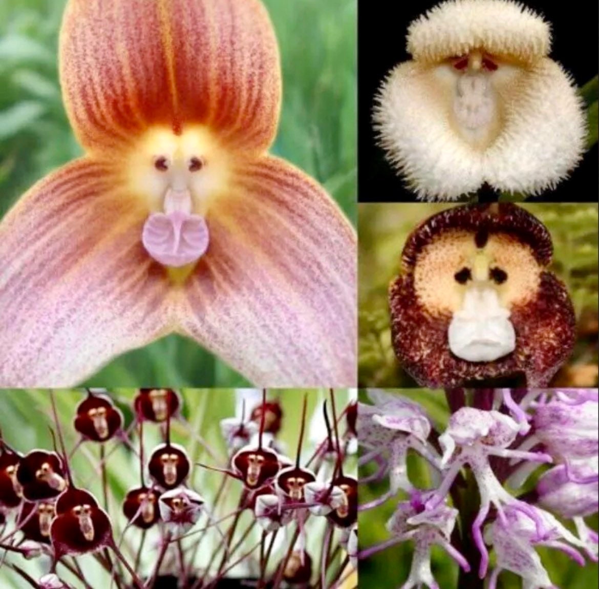 Multi-colored Ladys Slipper Orchid Starter Grow Kits - Etsy Australia Multi-colored Ladys Slipper Orchid Starter Grow Kits - Etsy Australia