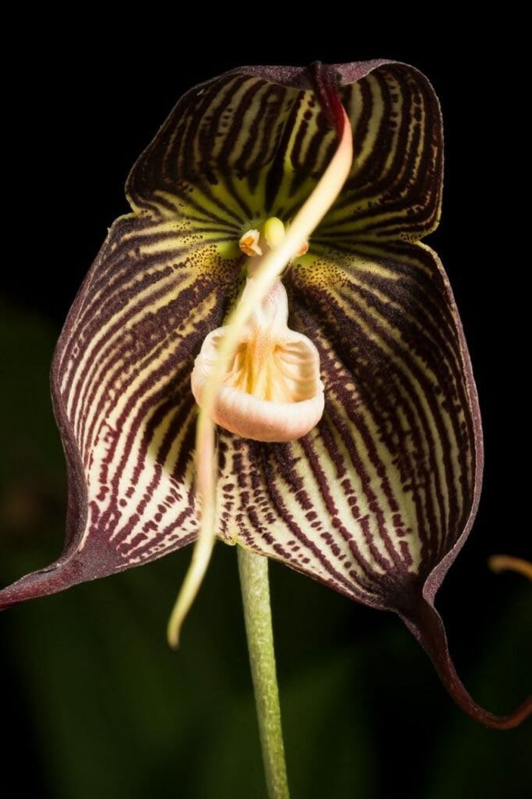 Black Dracula Orchid Seeds Drac Pleurothallidinae Exotic - Etsy