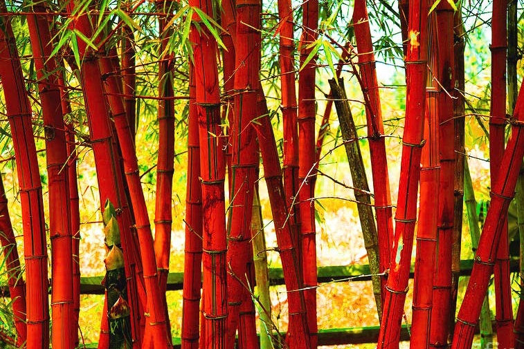 Red Bamboo Seeds ~ Fountain ~ Privacy Climbing ~ Cyrtostachys