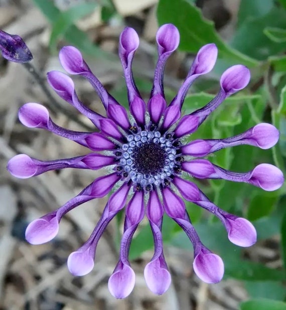 Osteospermum Mix Seeds Spider Daisy Cool Flowers Grow - Etsy
