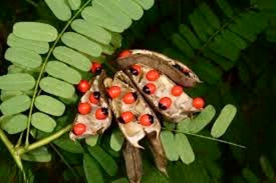 Abrus Precatorius Seeds
