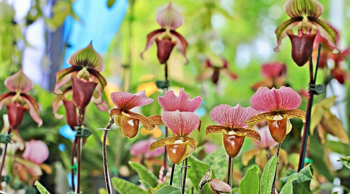 Multi-Colored Lady’s Slipper Orchid Starter Grow Kits ~ Stocking Stuffers ~ Fun Projects