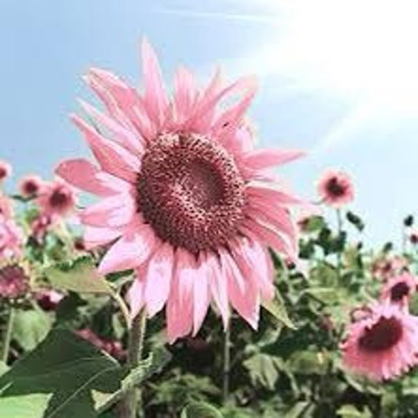 Midnight Oil Pink Sunflower Seeds Etsy