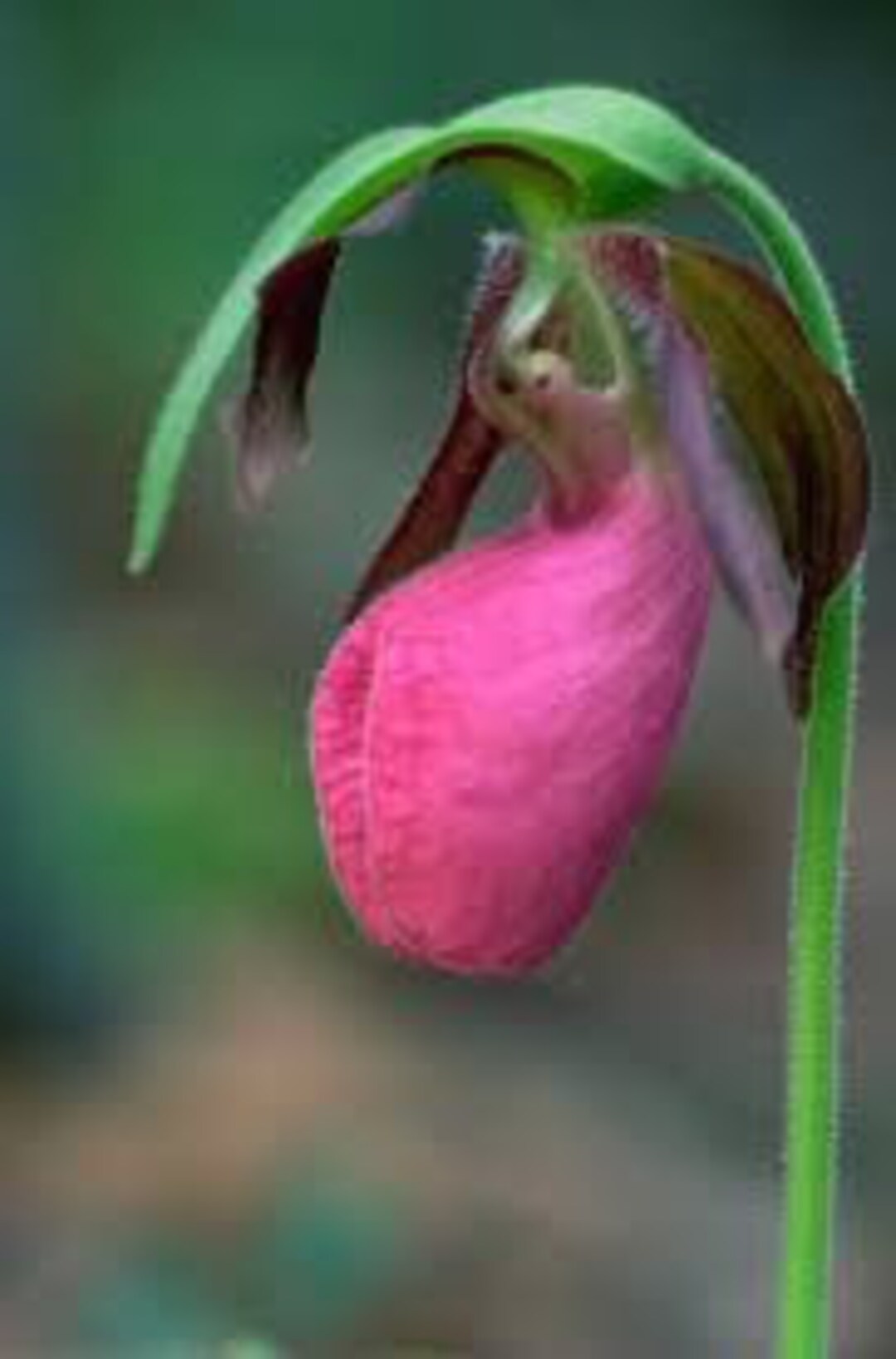 Pink Ladys Slipper Orchid Seeds Lady Slipper Orchids Etsy