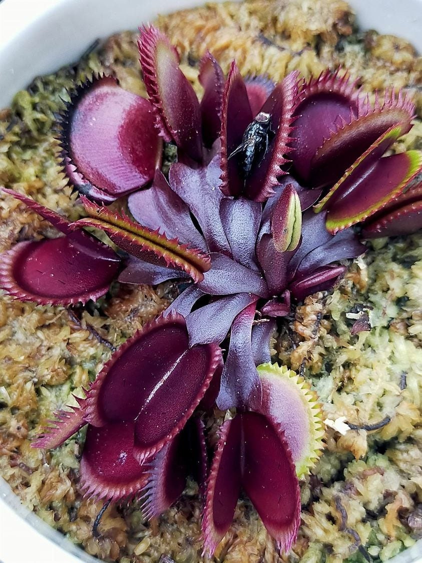 Red Dragon Venus Flytrap Starter Grow Kits Dionaea akai - Etsy