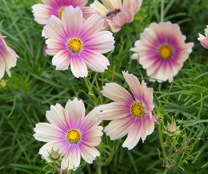 Apricot Lemonade Cosmos Seeds Cosmos Cool Flowers Grow Etsy
