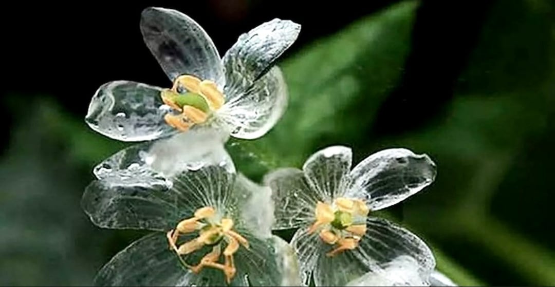 Skeleton Flower Seeds Crystal Flower Grays Double-leaf Twoflower Diphylleia  Grayi Cool Flowers Rare Heirloom Seeds 