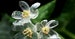 Skeleton Flower Seeds ~ Crystal Flower ~ Gray’s Double-Leaf ~ Twoflower ~ Diphylleia Grayi ~ Cool Flowers ~ Rare ~ Heirloom Seeds 
