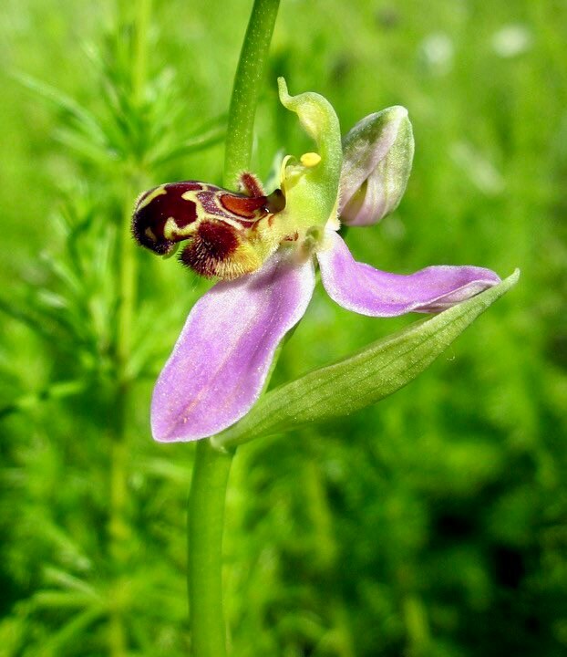 Bee Horn Eyebrow Orchid Seeds ~ Orchids ~ Usual Flowers ~ Exotic Flower