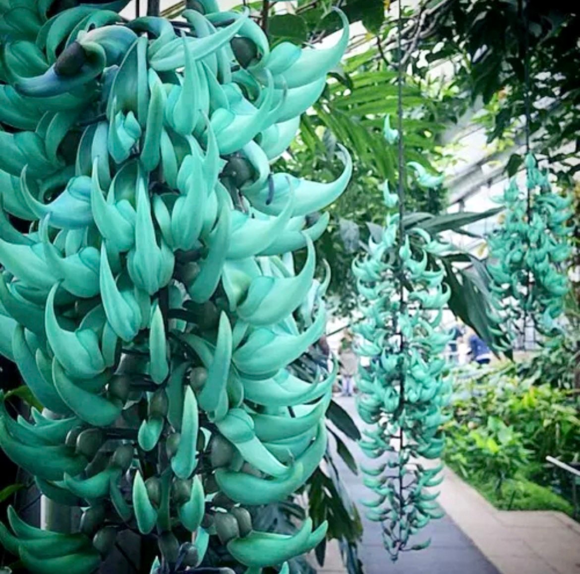 Rare Heirloom Jade Vine Seeds Strongylodon Macrobotrys Etsy