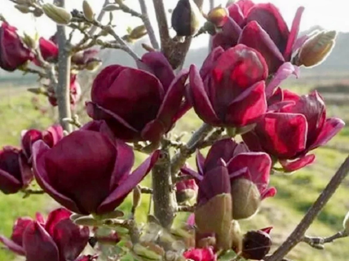 Genie Dark Red Yulan Magnolia Tree Seeds Fragrant Flowers Etsy