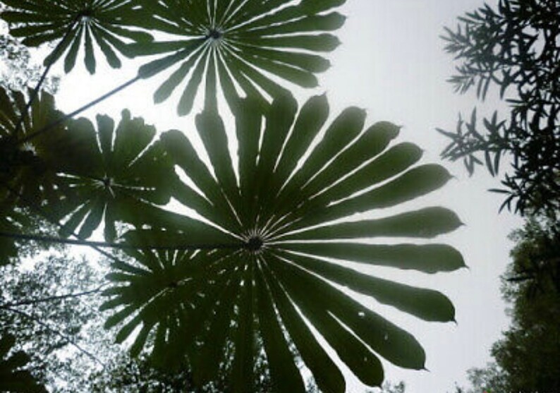 Umbrella Plant Seeds Cyperus Alternifolius Papyrus Grow Etsy