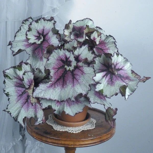 Purple Begonia - Etsy
