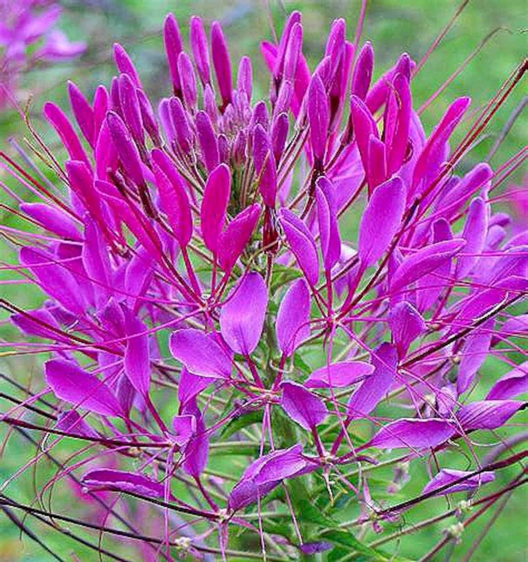Violet Queen Cleome Seeds Cleome Hassleriana Spider Flower Etsy