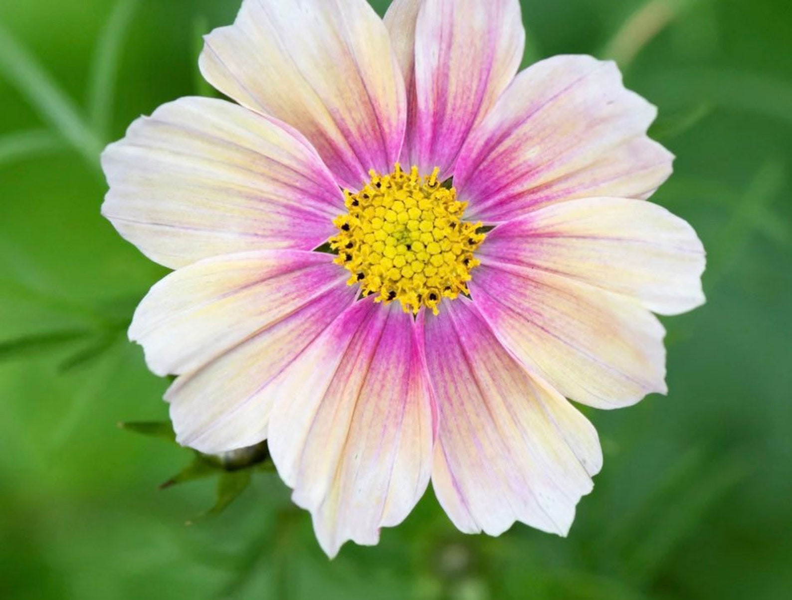 Apricot Lemonade Cosmos Seeds Cosmos Cool Flowers Grow Etsy